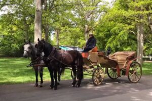 Giro in carrozza trainata da cavalli