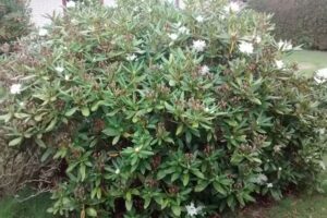 JC Tourist V/ John Christensen