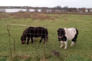 Mittelalterzentrum J&uuml;tland