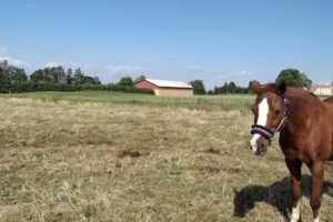 K&ouml;nigsunden Reitverein