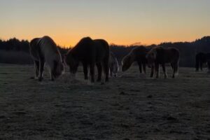Equitazione Mols Bjerge &ndash; R&oslash;dk&aelig;rg&aring;rd