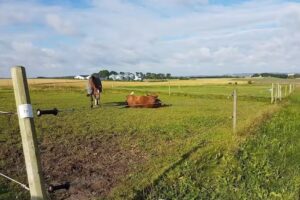 Sports Riding Club Klarup and Surrounding Area